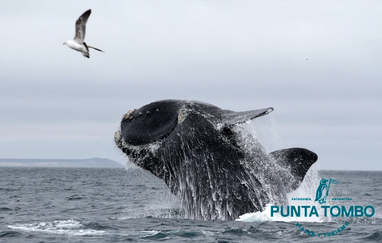 punta-tombo-fasen-00