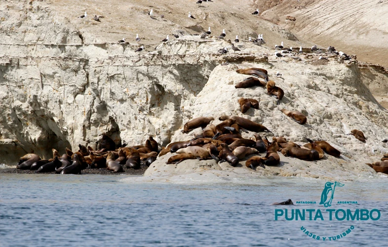 punta-tombo-fasen-02